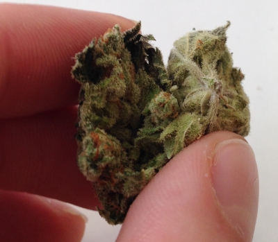 Interior of Somango bud in Sarah Haze hands