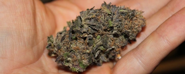 Blue Zaffir cannabis from Greenardo weed club BCN