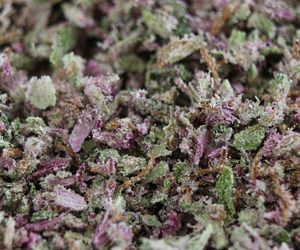 Mendocino Purple Kush as available at Circulo Cannabis Club in Barcelona Spain