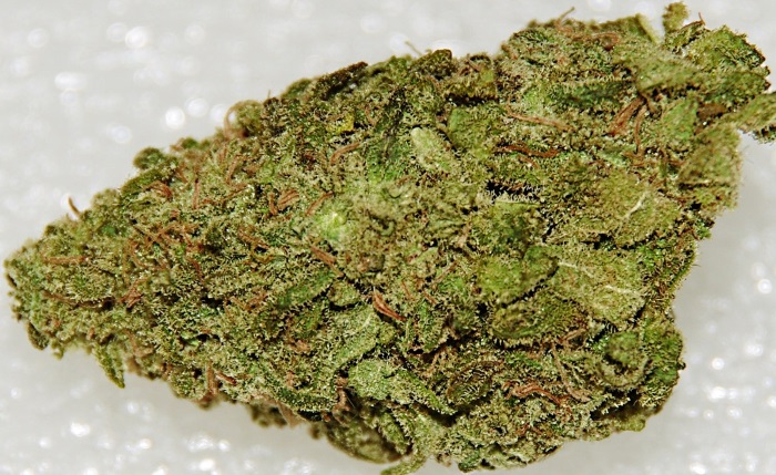 Guava marijuana strain at Tresor cannabis club barcelona