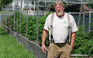 Outdoor marijuana grown by King Bishop