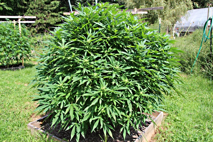 Cynthia Rosen Cannabis Plant in Washington Maine