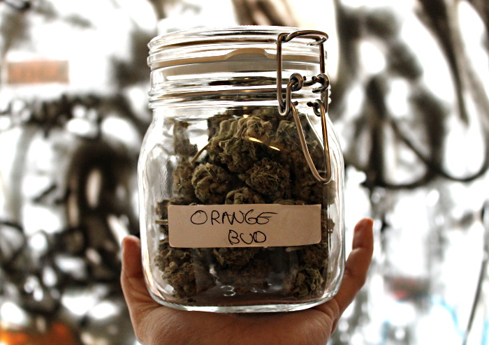 Orange Bud strain is a combination of two members of the 100% Skunk family